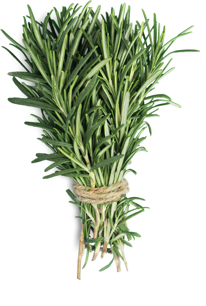 Fresh Rosemary Bunch Isolated